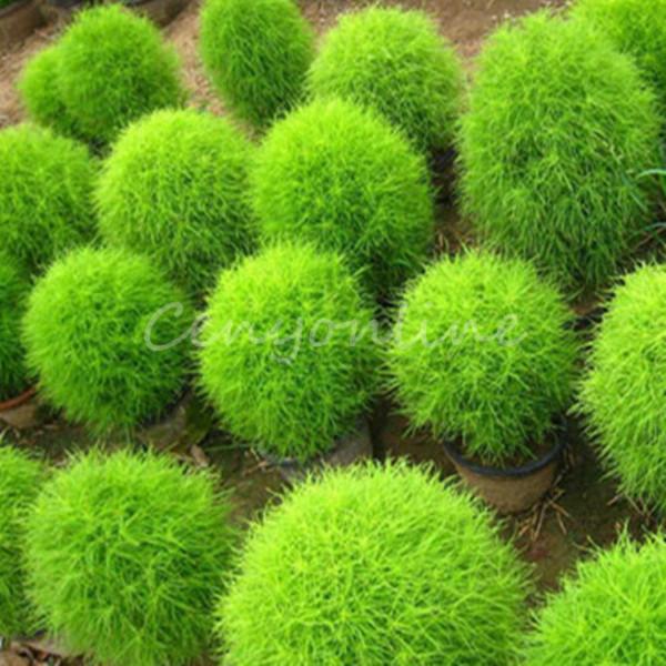 200x seeds kochia scoparia grass plant summer cypress rare seed rapid grow gift ebay 200x seeds kochia scoparia grass plant summer cypress rare seed rapid grow gift ebay