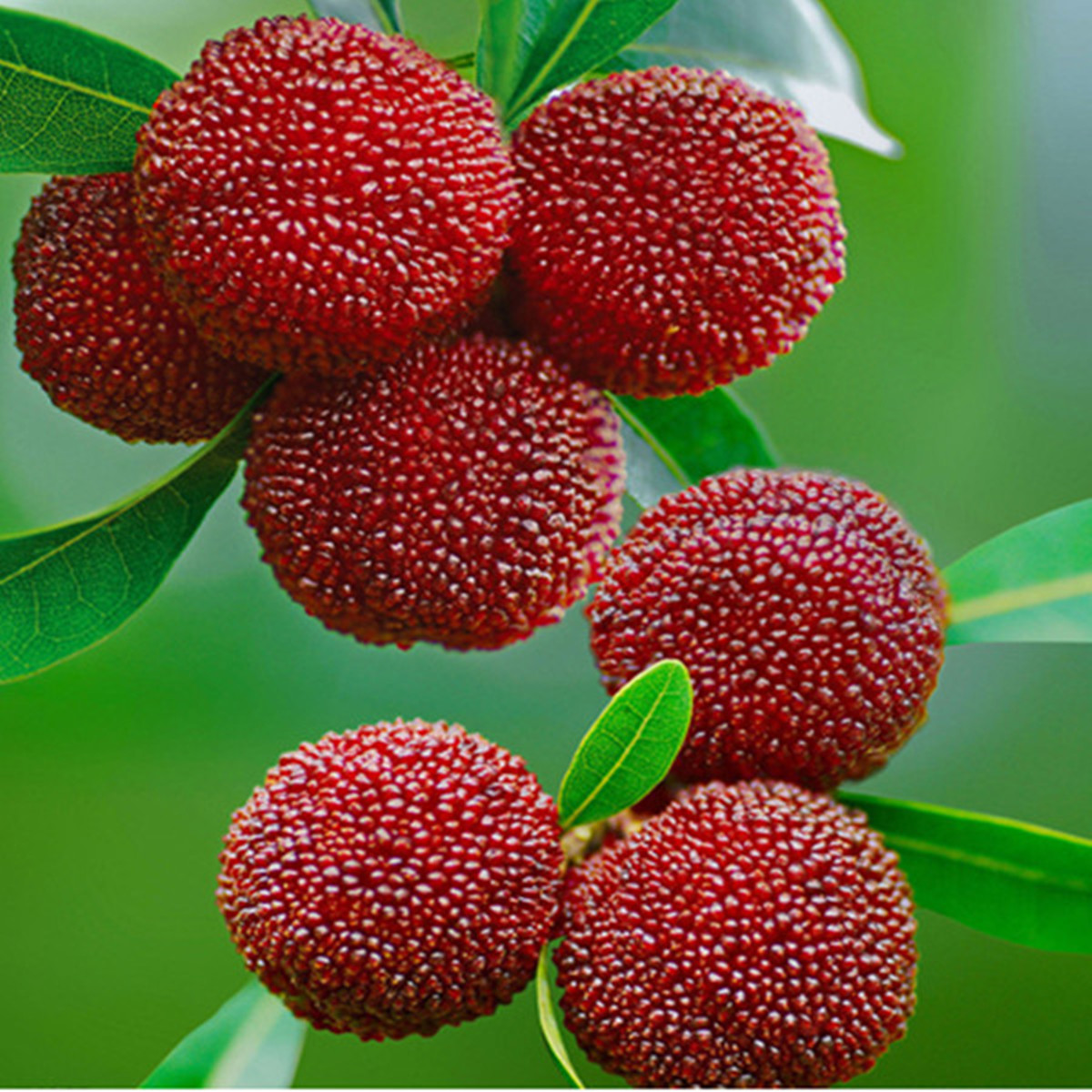 Exoitc Fruits Of Asia Sapodilla Asian Fruit Cook Exoitc Fruits Of Asia Sapodilla Asian Fruit Cook