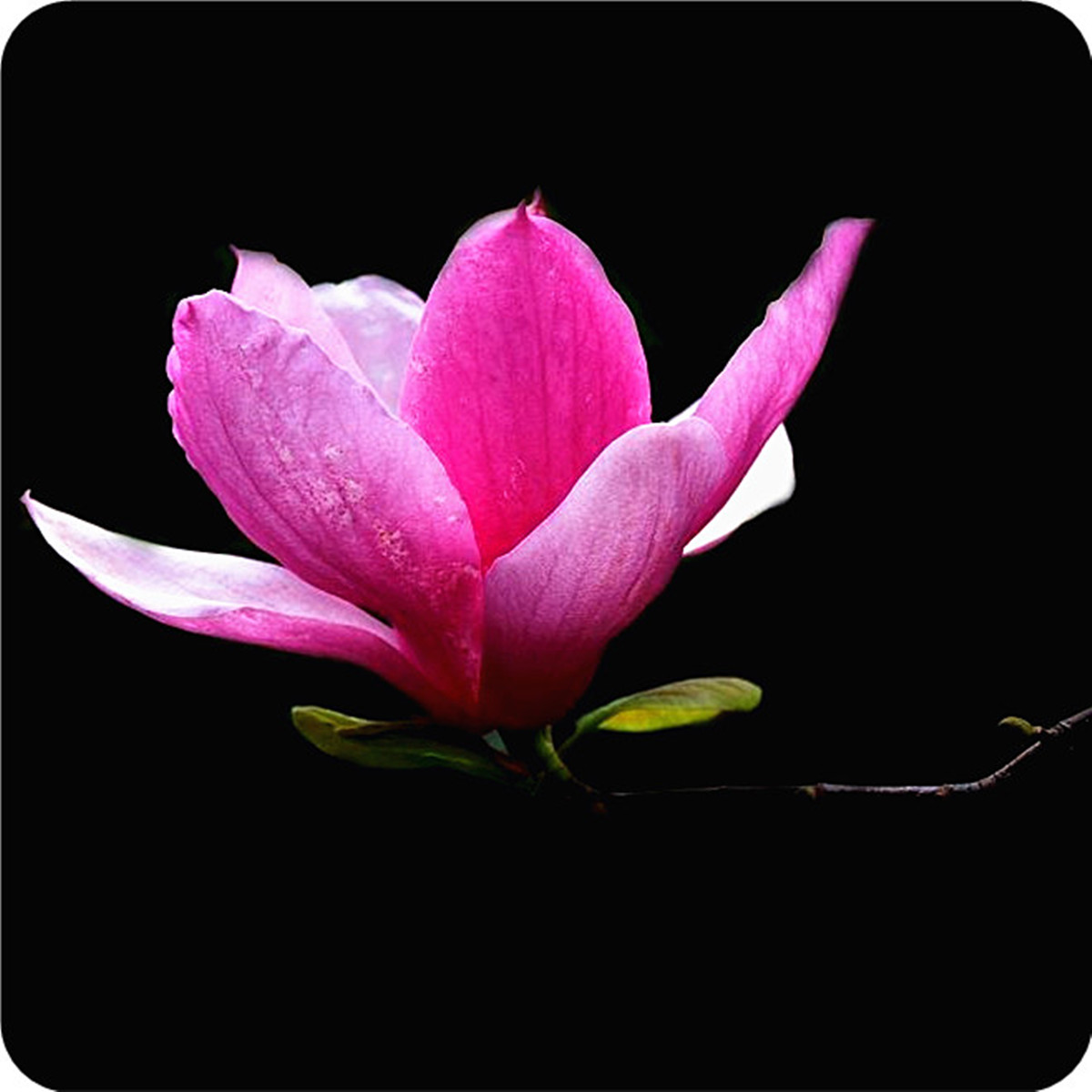 5pcs purple saucer magnolia tree seeds flower home garden 5pcs purple saucer magnolia tree seeds flower home garden