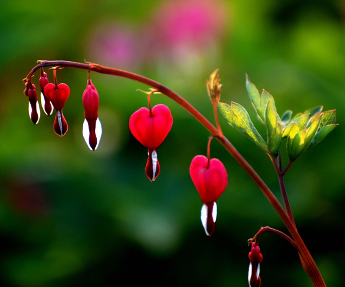 10PCS Perennial Herbs Dicentra Spectabilis Flower Plant