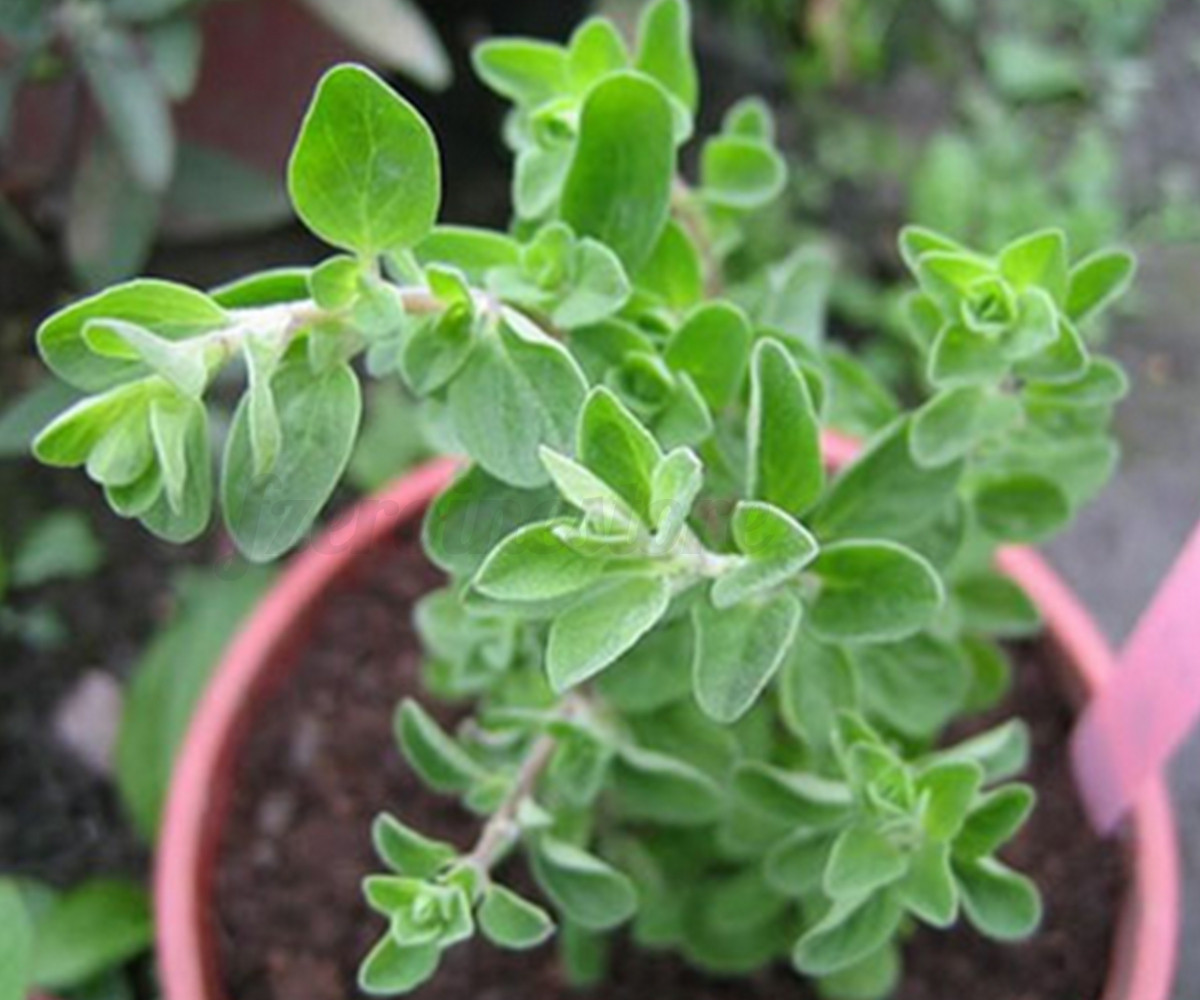 Za'atar, Zaatar Plant Seeds,(100 Seed) Bible Hyssop,Syrian Oregano Home Balcony