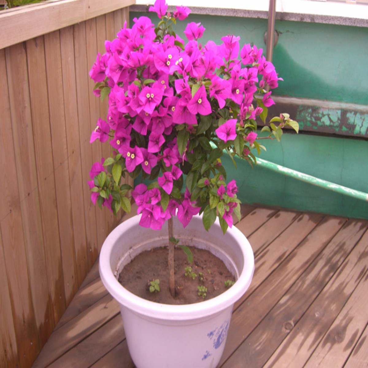 100pcs Mix-Color buganvillea SPECTABILIS Willd BONSAI semi ...
