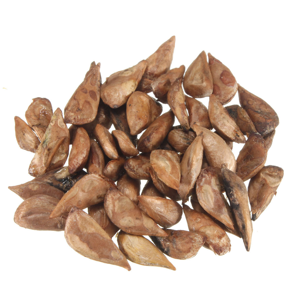 50pcs Rare Japanese Cedar - Sugi Cryptomeria japonica Bonsai Seeds Home
