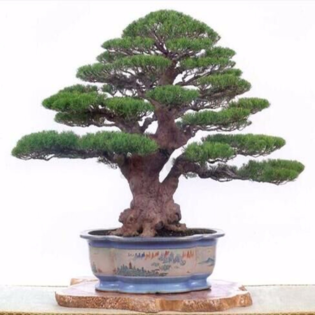60pcs Coast Redwood Seeds Sequoia Sempervirens Bonsai Home Garden Plant • £1.29 - PicClick UK