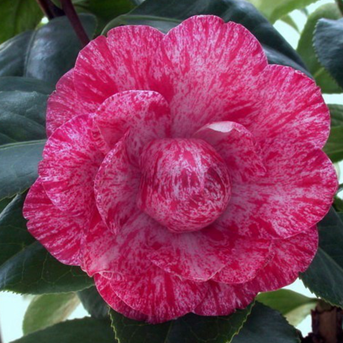10x Japanese Tea Plant Flower Seeds Balsam Garden Office