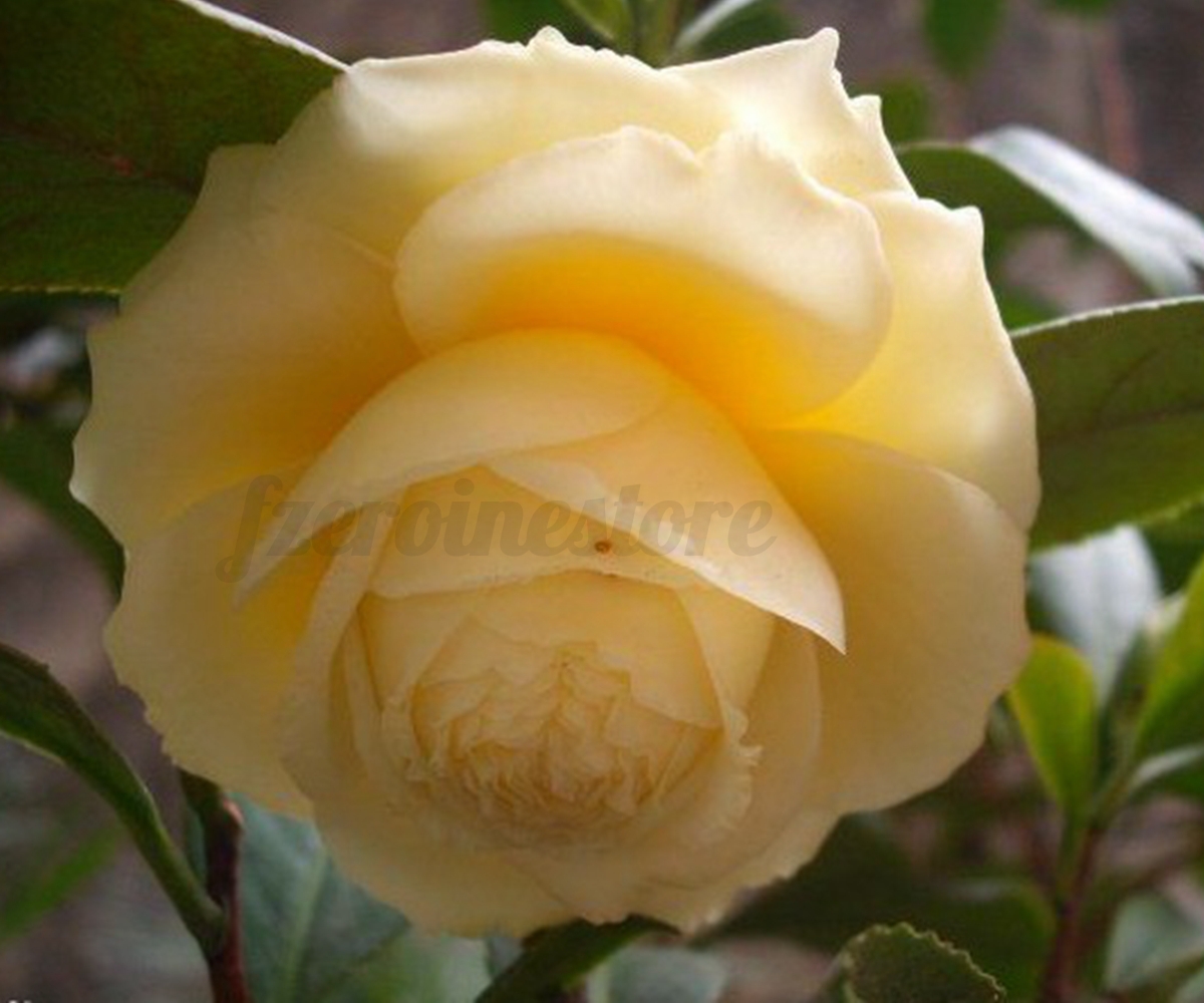10x Japanese Tea Plant Flower Seeds Balsam Garden Office