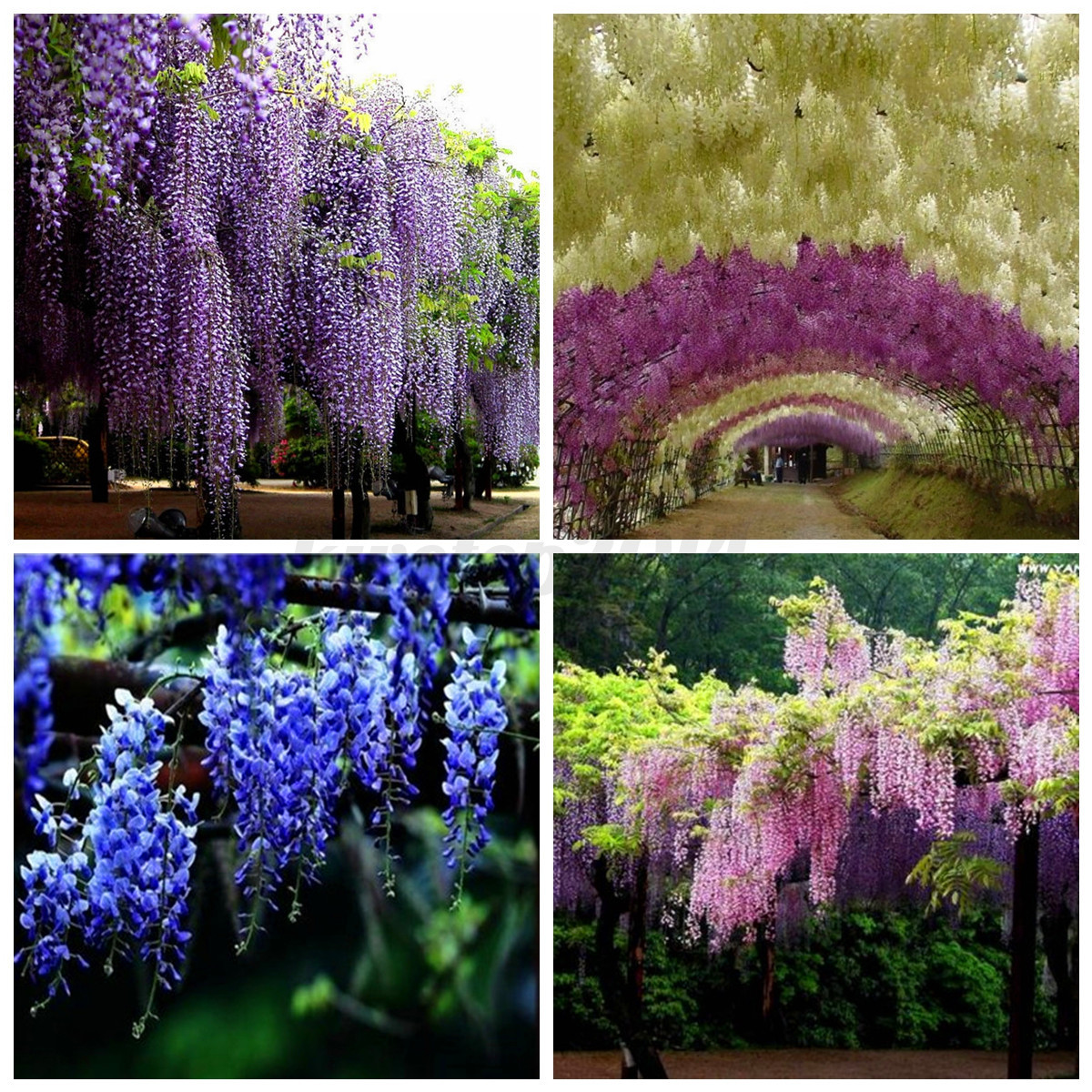Wisteria Color 4