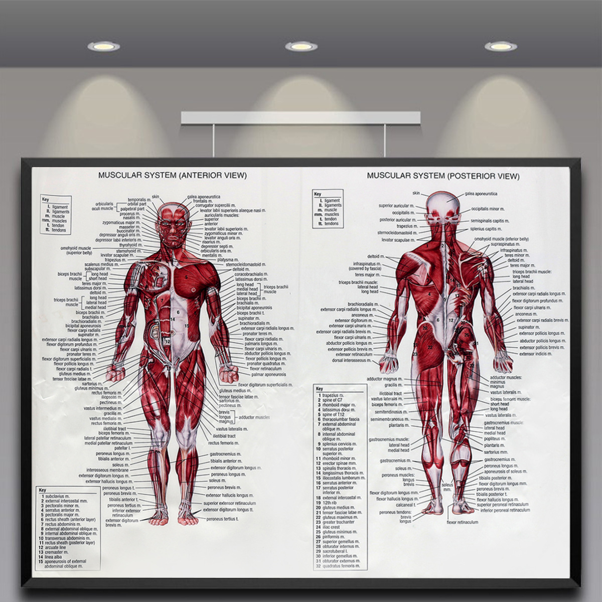 Human Body Muscle Anatomy System Poster Anatomical Chart Educational Detail Image