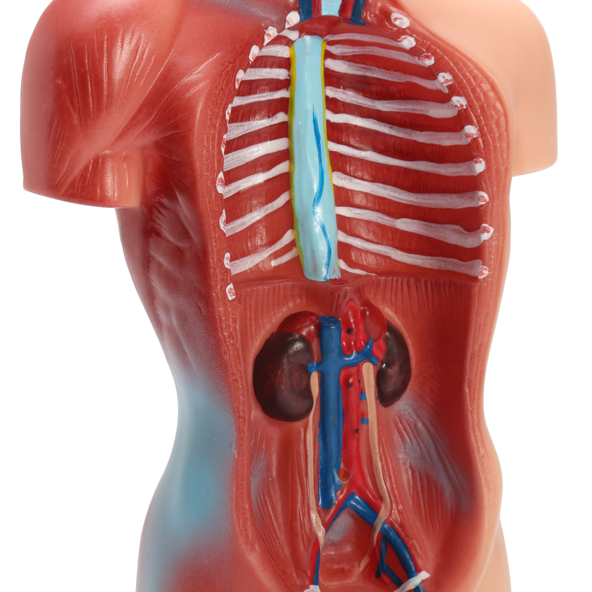 28CM PVC Human Organ Torso Anatomy Model Viscera Heart ...
