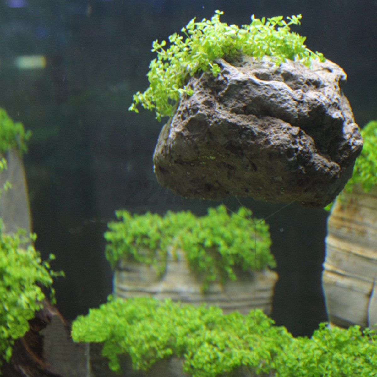 3Pcs Floating Real Rocks Aquarium Water Plant Fish Tank Aquatic ... Moss On Rocks In Aquarium