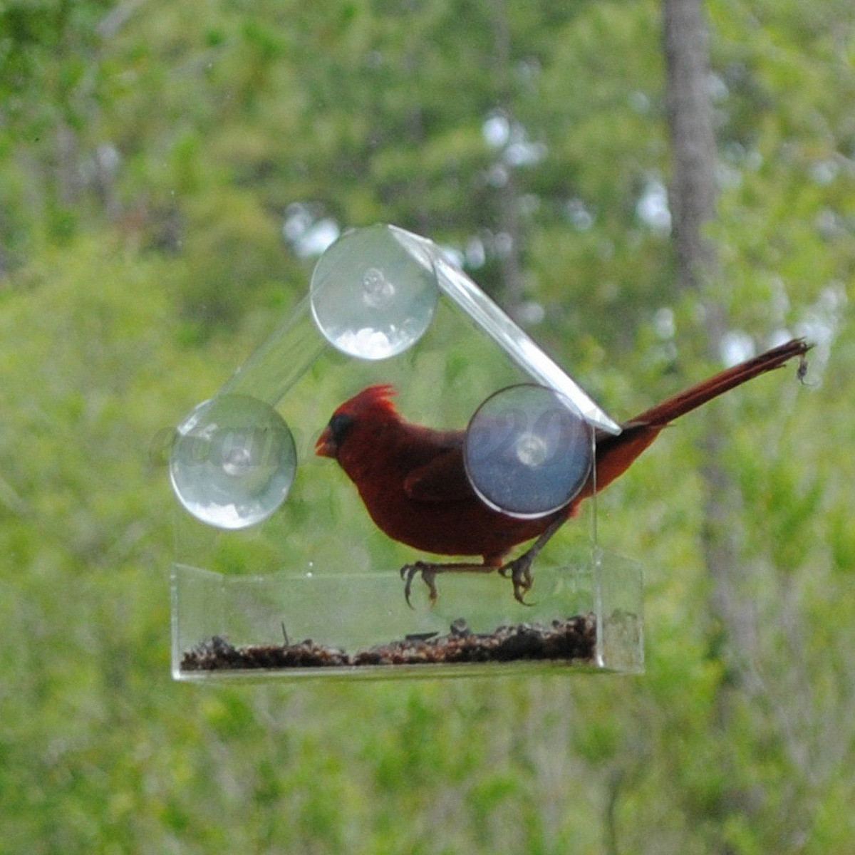 suction cup bird feeder hook Hook rotates allows you to suction cups for bird feeders is made with ultraviolet protection that securely attaches a bird feeder at your windowthe suction cup. suction cup bird feeder hook Hook rotates allows you to suction cups for bird feeders is made with ultraviolet protection that securely attaches a bird feeder at your windowthe suction cup.